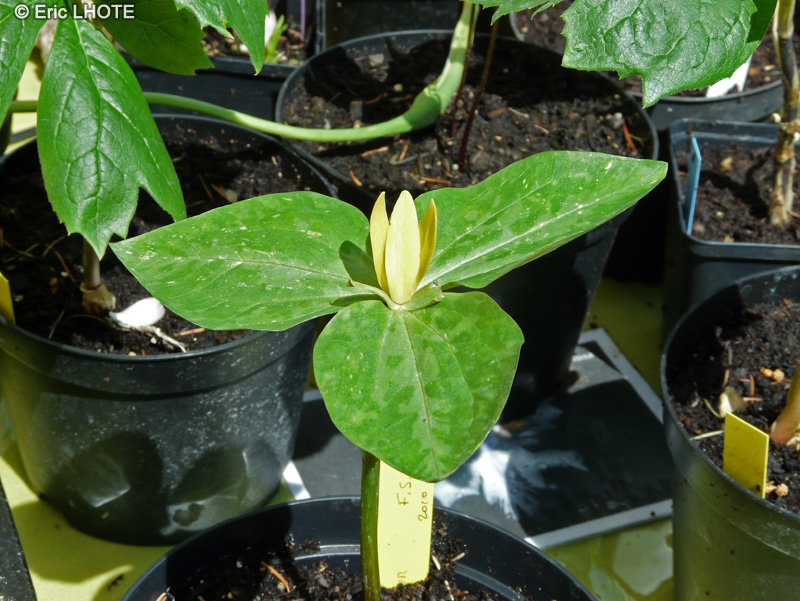 Melanthiaceae - Trillium luteum - Trille jaune