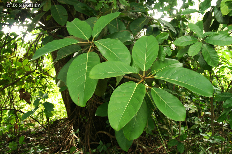 Moraceae - Ficus bengalensis - Ficus, Figuier, Banian, Banyan, Figuier des Banyans