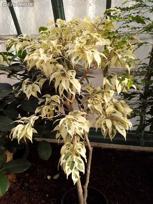 Moraceae - Ficus benjamina Starlight - Figuier pleureur, Figuier étrangleur