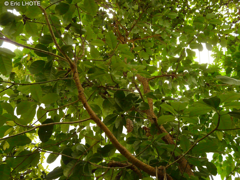 Moraceae - Ficus chauvieri - Figuier