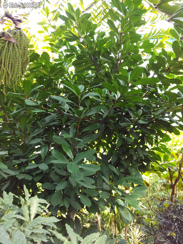 Moraceae - Ficus cyathistipula - Ficus