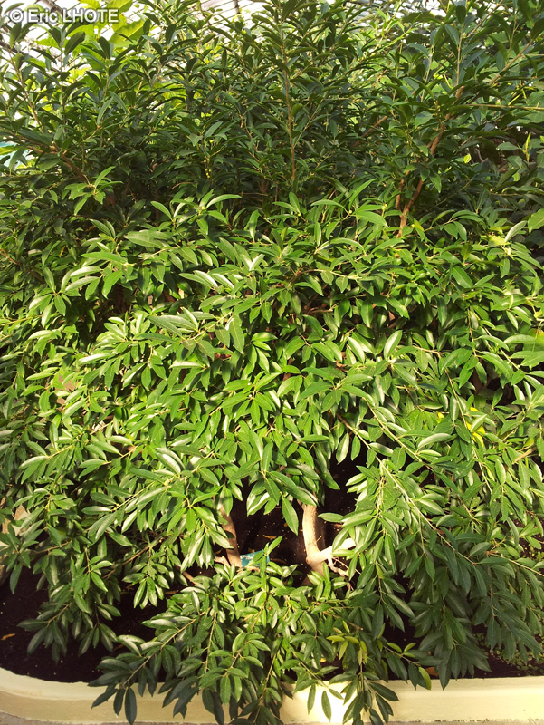 Moraceae - Ficus nerifolia - Figuier à feuilles de Saule