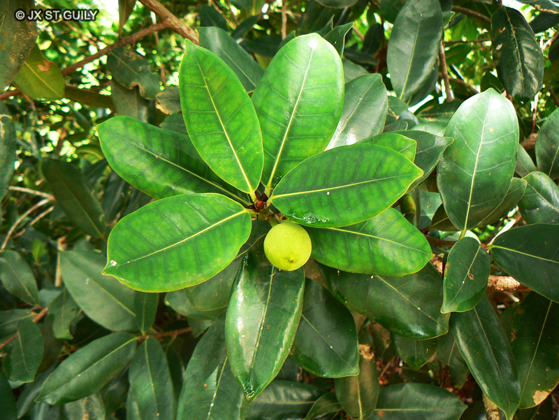 Moraceae - Ficus ovata - Ficus, Figuier