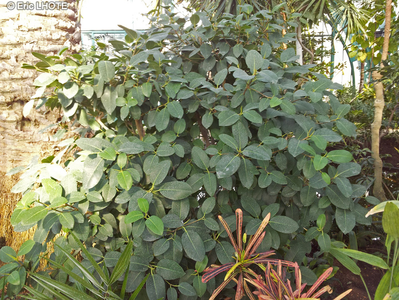 Moraceae - Ficus platypoda - Rock fig