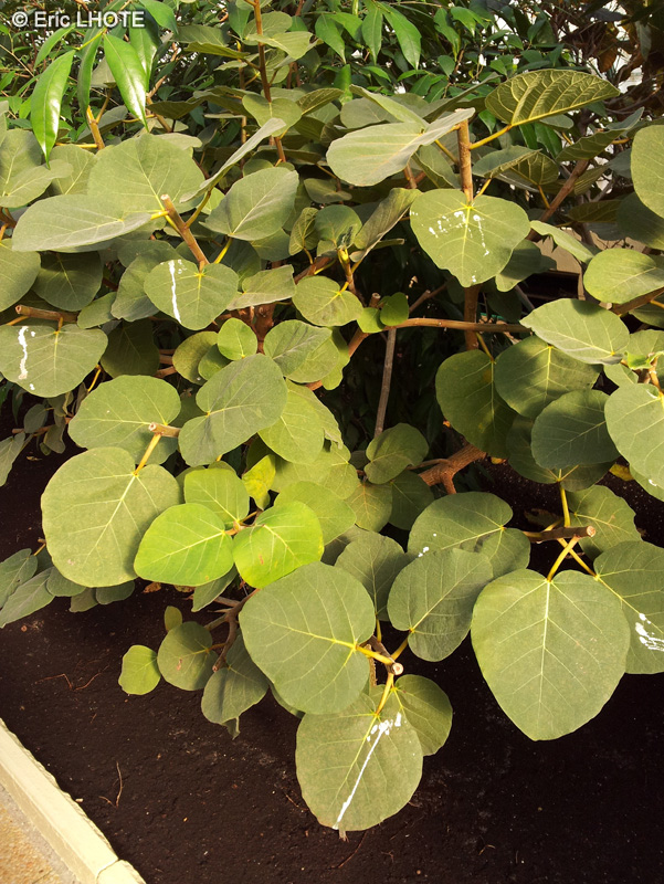 Moraceae - Ficus socotrana - Ficus