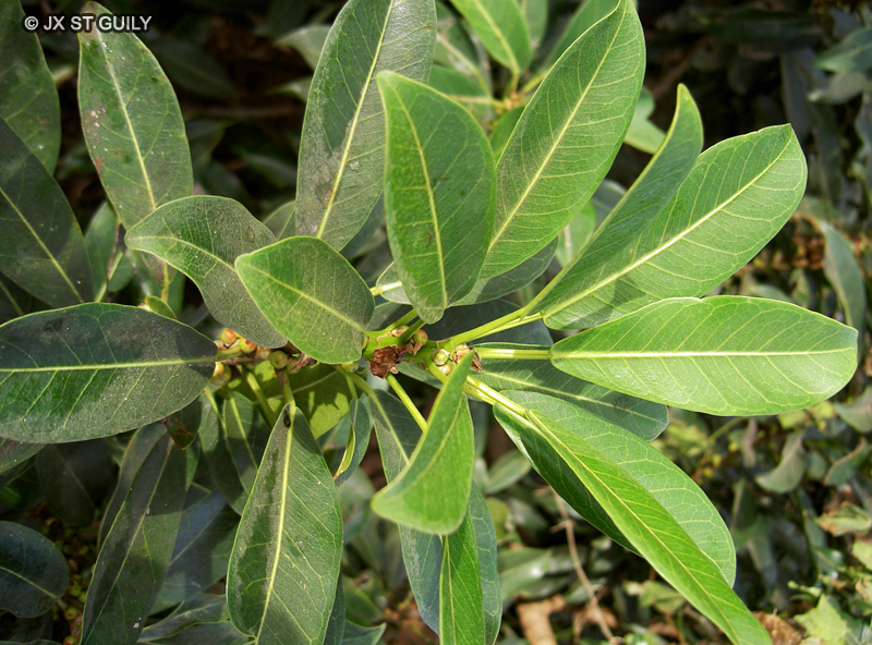 Moraceae - Ficus thonningii - Ficus, Dibalé, Doubalé, Doubalén