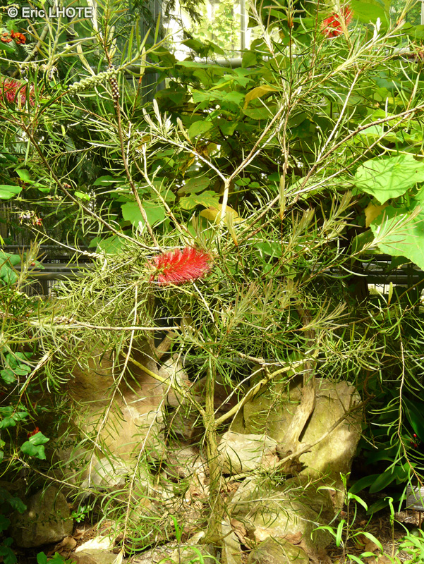 Myrtaceae - Callistemon speciosus - Rince-bouteille, Rince-biberon, Plante goupillon