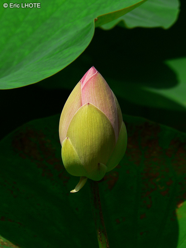 Nelumbonaceae - Nelumbo nucifera - Nelumbo d’Orient, Lotus Sacré, Lotus des Indes, Lotus Magnolia