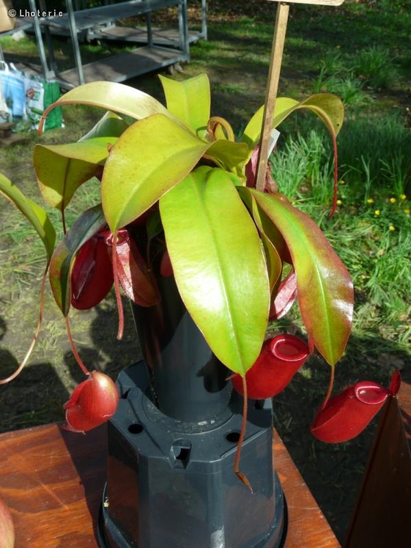 Nepenthaceae - Nepenthes Bloody Mary - Nepenthes, Gourde du mineur