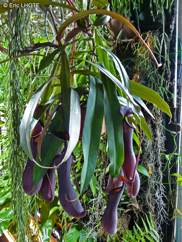 Nepenthaceae - Nepenthes Rebecca Soper - Népenthès, Gourde du mineur