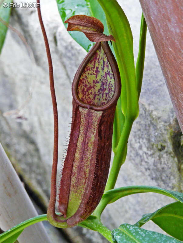  - Nepenthes maxima - 