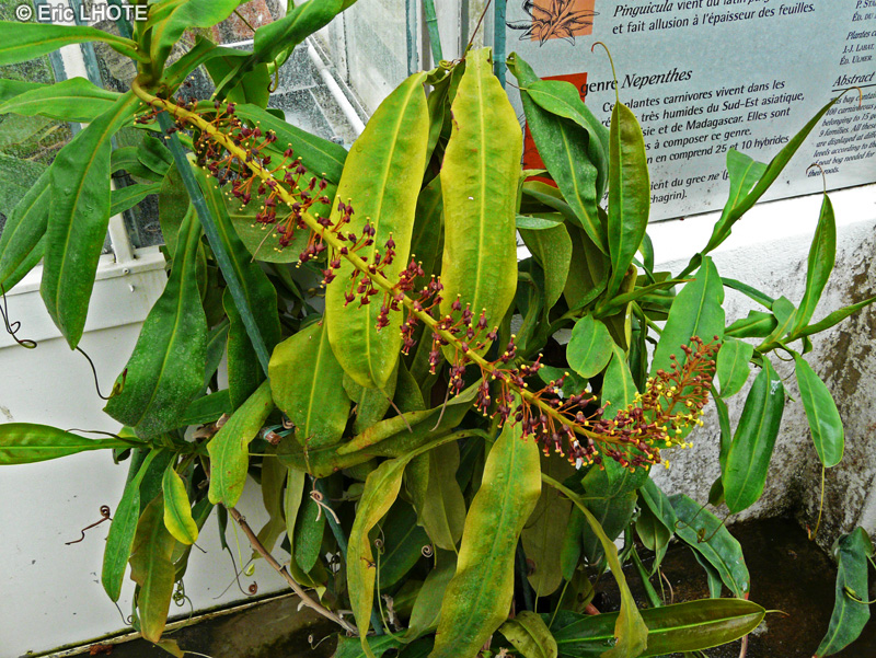  - Nepenthes maxima - 