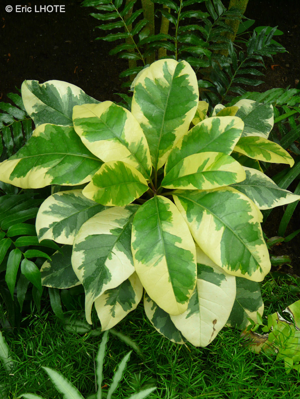 Nyctaginaceae - Pisonia umbellifera Variegata - Pisonia