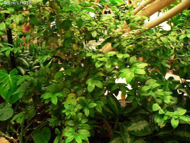 Ochnaceae - Ochna serrulata - Oeil de paon, Plante Mickey