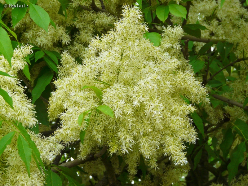 Oleaceae - Fraxinus ornus - Frêne à fleurs