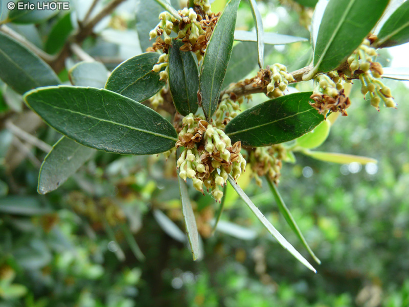 Oleaceae - Phillyrea latifolia - Filaire à feuilles larges, Filaria à feuilles larges