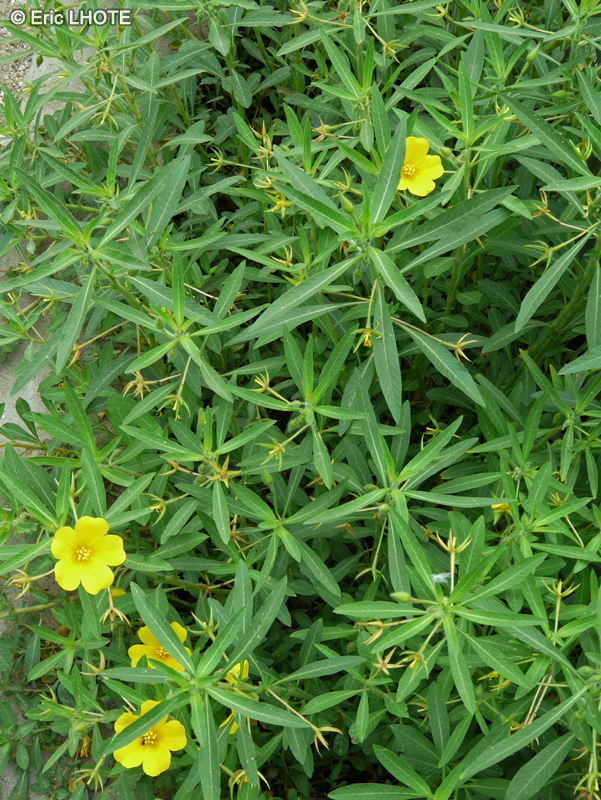 Onagraceae - Ludwigia grandiflora - Ludwigie à grandes fleurs, Jussie à grandes fleurs