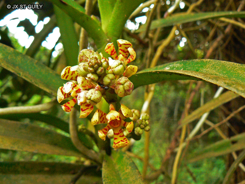 Orchidaceae - Acampe pachyglossa - Acampe