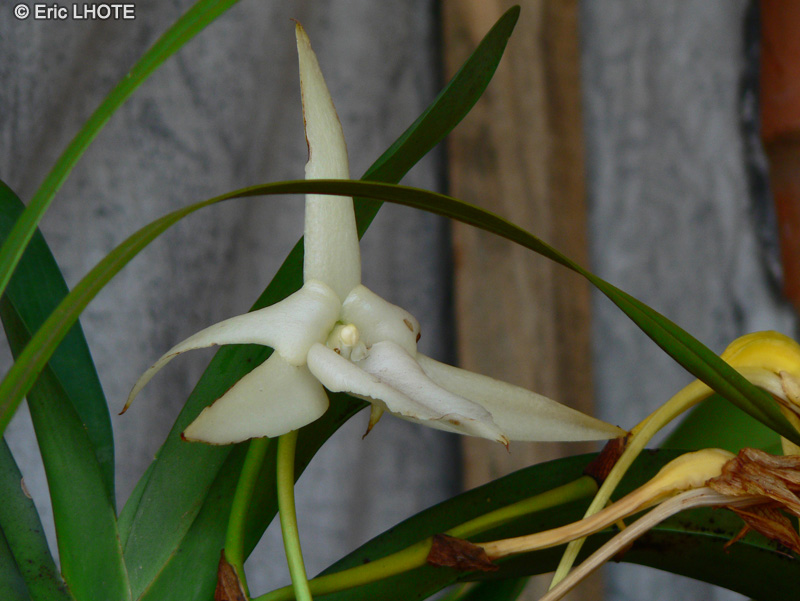Orchidaceae - Angraecum sesquipedale - Etoile de Madagascar, Etoile de Bétléhem