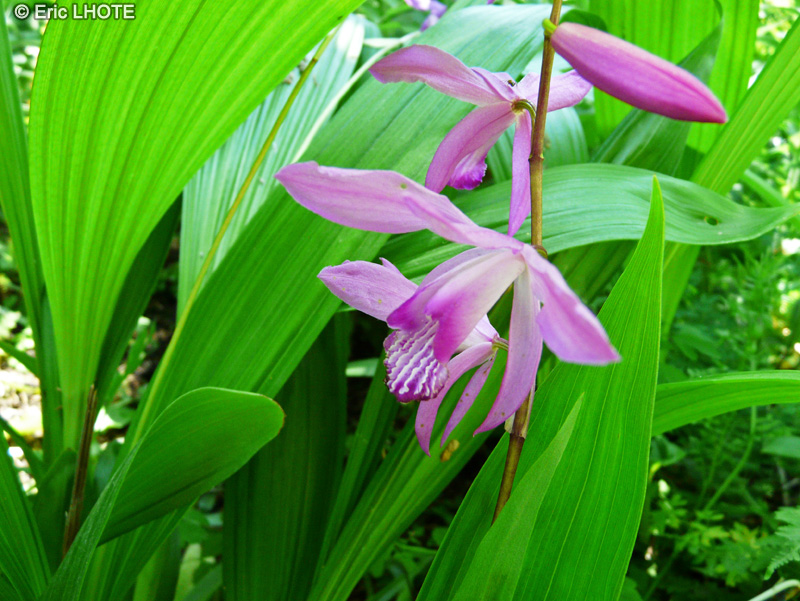 Orchidaceae - Bletilla striata - Orchidée Jacinthe