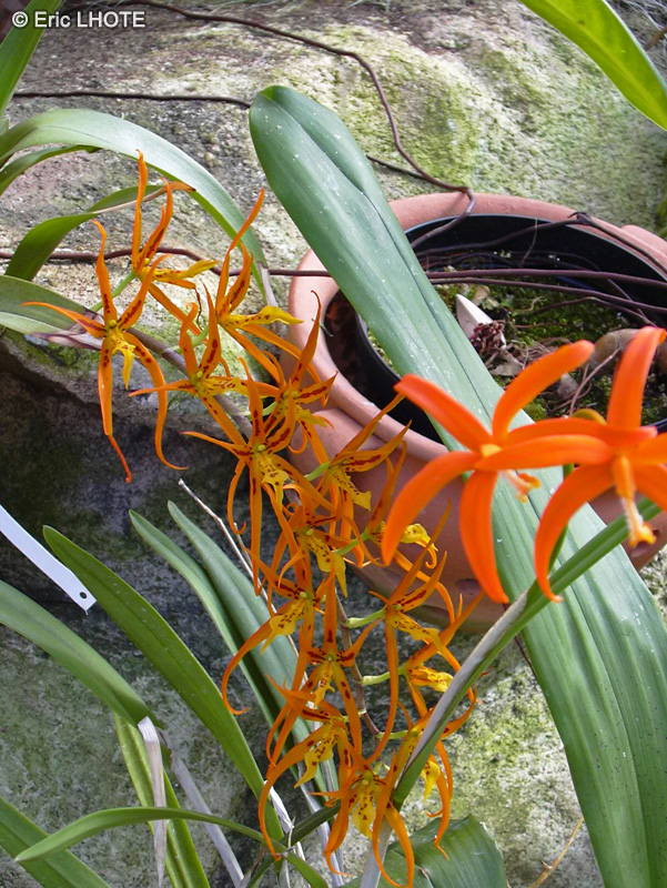 Orchidaceae - Brassia Memoria Bert Field - Orchidée araignée