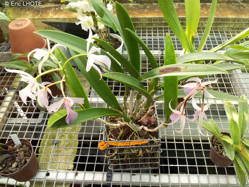Orchidaceae - Brassocattleya Makai Mayumi - Brassocattleya