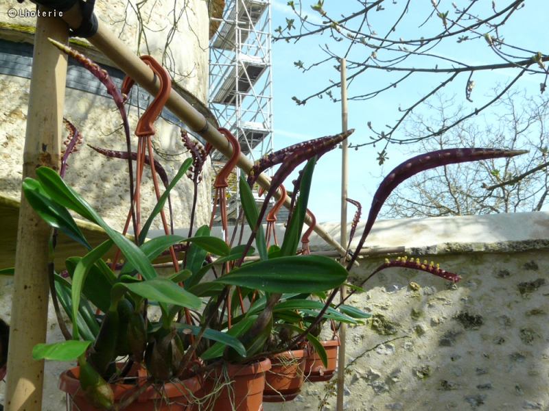  - Bulbophyllum falcatum - 