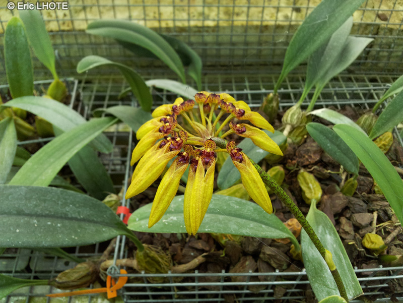 Orchidaceae - Bulbophyllum pulchrum - Bulbophyllum