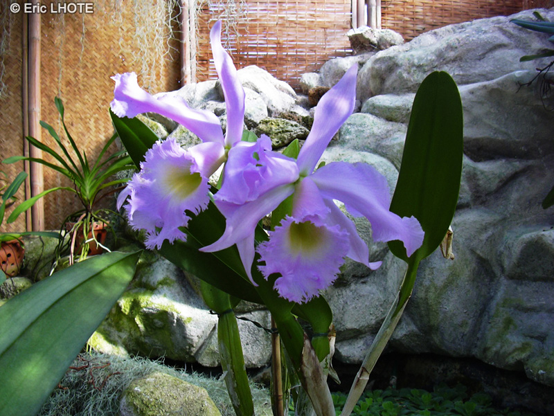 Orchidaceae - Cattleya x - Cattleya