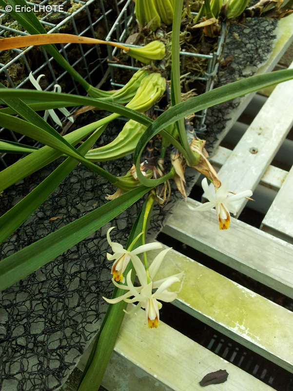 Orchidaceae - Coelogyne rhodeana - Coelogyne