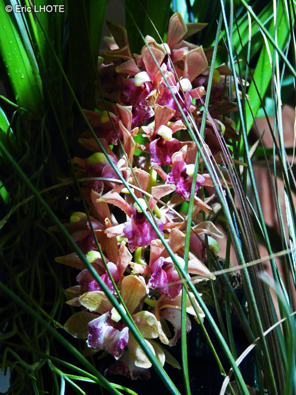 Orchidaceae - Cymbidium pendulum - Cymbidium