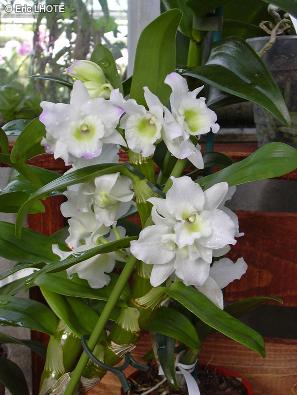 Orchidaceae - Dendrobium Spring Dream Apollon - Dendrobium, Orchidée Bambou