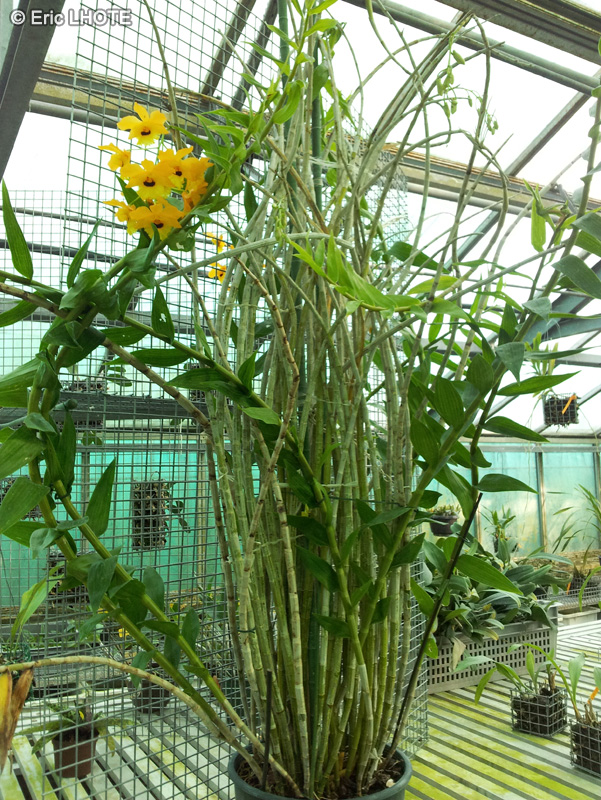 Orchidaceae - Dendrobium fimbriatum - Dendrobium