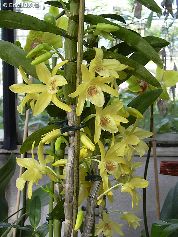 Orchidaceae - Dendrobium nobile Stardust - Dendrobium noble, Orchidée Bambou