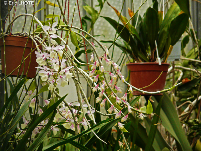  - Dendrobium pierardii, Dendrobium aphyllum - 