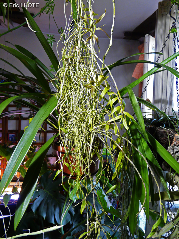Orchidaceae - Dendrobium pierardii, Dendrobium aphyllum - Dendrobium, Orchidée Bambou