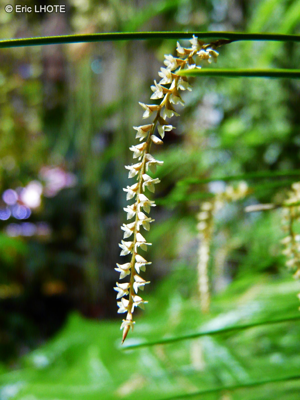 Orchidaceae - Dendrochilum penelum - Orchidée chaîne d’or