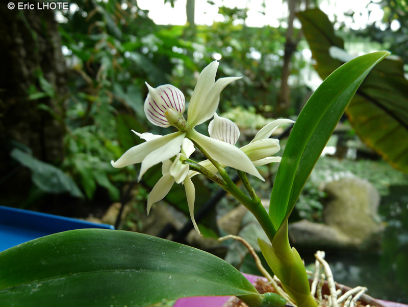 Orchidaceae - Encyclia radiata, Epidendrum radiatum - Encyclia