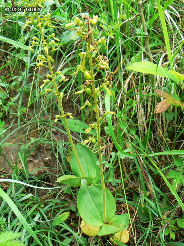 Orchidaceae - Listera ovata - Listère à feuilles ovales, Grande Listère