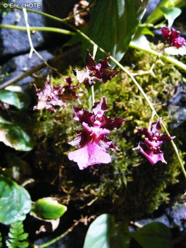 Orchidaceae - Odontoglossum x - Cambria