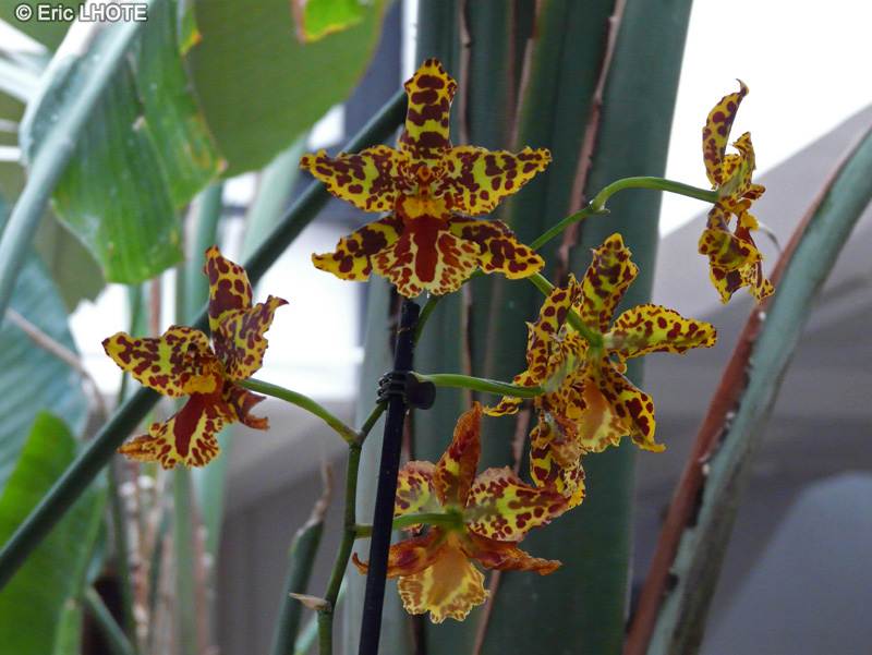 Orchidaceae - Odontoglossum x grande - Orchidée papillon