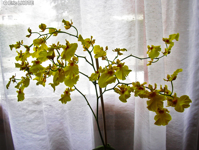 Orchidaceae - Oncidium reflexum - Oncidier