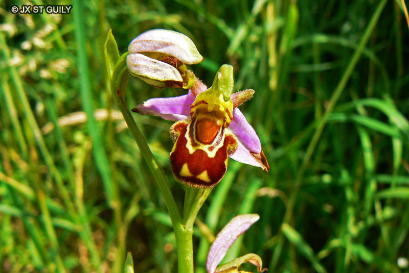Orchidaceae - Ophris apifera - Ophrys abeille