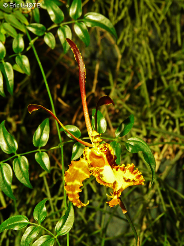 Orchidaceae - Psychopsis mariposa - Psychopsis