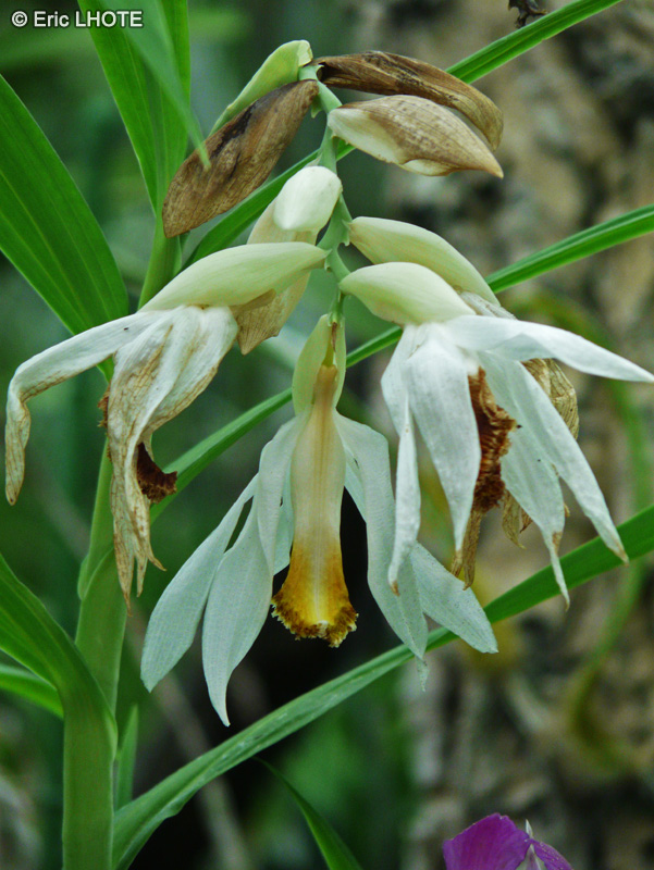 Orchidaceae - Thunia alba - Thunia