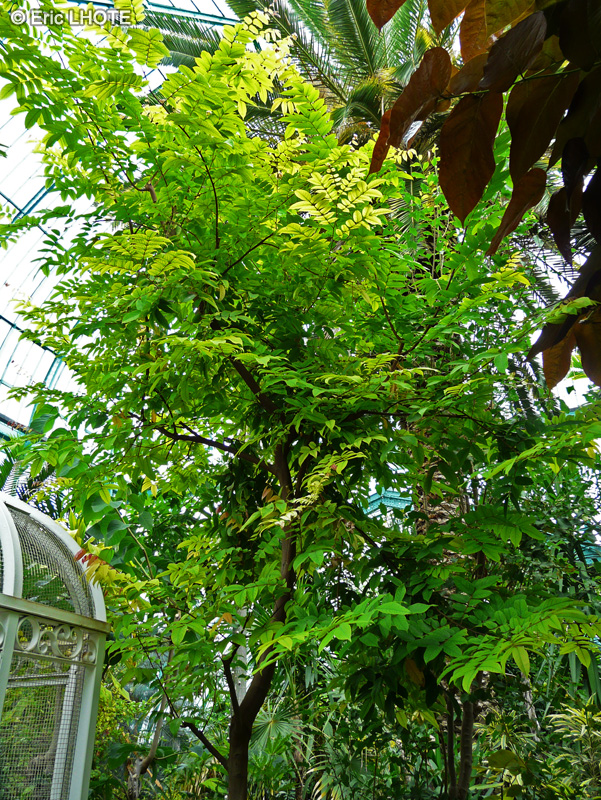 Oxalidaceae - Averrhoa carambola - Carambole, Carambolier