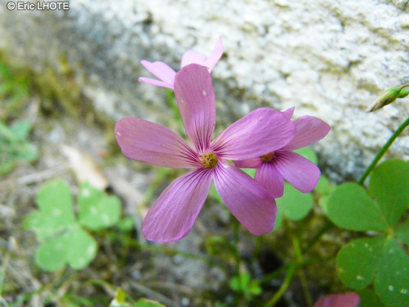  - Oxalis articulata, Oxalis floribunda - 