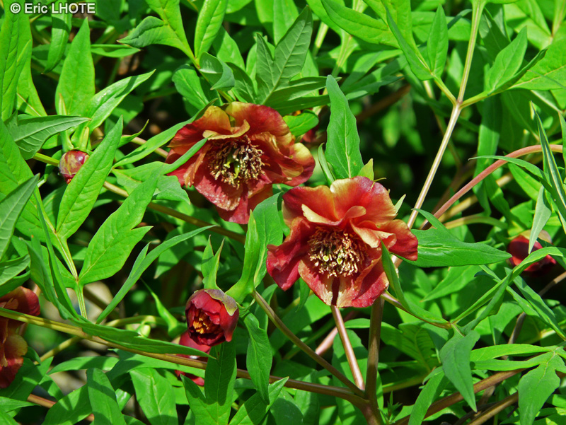 Paeoniaceae - Paeonia delavayi - Pivoine arbustive, Pivoine en arbre