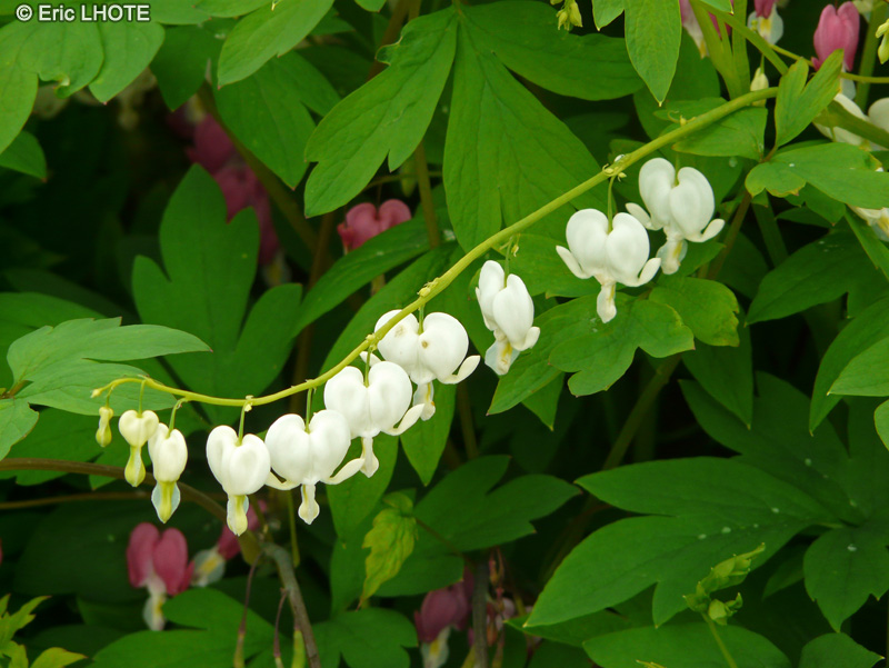Papaveraceae - Dicentra spectabilis Alba - Coeur de Marie, Coeur de Jeannette