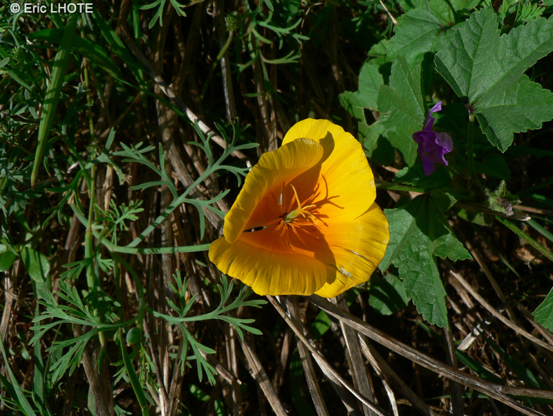 Papaveraceae - Eschscholzia californica - Pavot de Californie, Globe du soleil